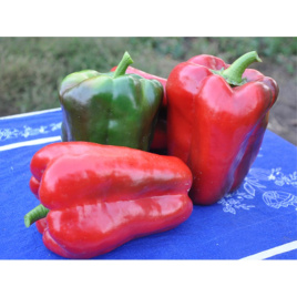 Насіння солодкого перцю Вівальді F1 / Vivaldi F1,60-62 купити оптом і в роздріб в Україні за вигідною ціною