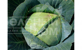 Насіння капусти білокачанної Галікан F1 / Galikan F1,65-70 днів купити оптом і в роздріб в Україні за вигідною ціною