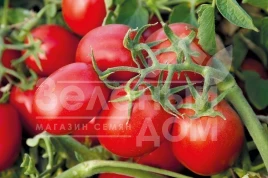 Семена томатов Суоми F1 / Suomi F1,75-80 дней купить оптом и в розницу в Украине по выгодной цене