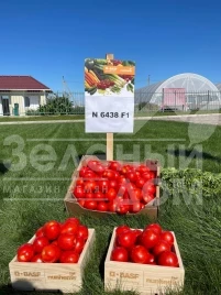 Семена томатов Н6438 F1 / N6438 F1 купить оптом и в розницу в Украине по выгодной цене