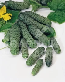 Семена огурцов Пасалимо F1 / Pasalimo F1,40-42 дня купить оптом и в розницу в Украине по выгодной цене