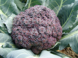 Насіння капусти броколі Міранда / Miranda,95-105 днів купити оптом і в роздріб в Україні за вигідною ціною