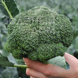 Насіння капусти броколі Кеззі F1 / Cazzy F1,75-85 днів купити оптом і в роздріб в Україні за вигідною ціною