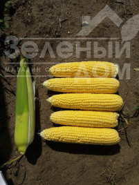Насіння кукурудзи Джиа F1 / Dzhia F1, 75-77 днів купити оптом і в роздріб в Україні за вигідною ціною
