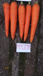 Семена моркови Мулета F1 / Myleta F1,130 дней купить оптом и в розницу в Украине по выгодной цене