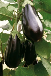 Семена баклажана Блэк Перл F1 / Black Pearl F1,85-95 дней купить оптом и в розницу в Украине по выгодной цене