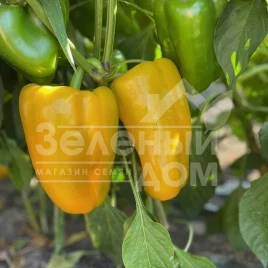 Семена сладкого перца Санта F1 / Santa F1,60 дней             купить оптом и в розницу в Украине по выгодной цене