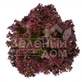 Семена салата Сатин / Satine купить оптом и в розницу в Украине по выгодной цене