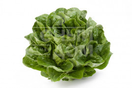Насіння салату Квінтус / Quintus купити оптом і в роздріб в Україні за вигідною ціною