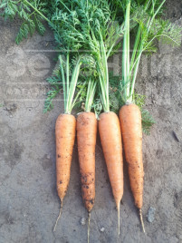 Насіння моркви СВ 3118 F1 / SV 3118 F1,110-115 днів купити оптом і в роздріб в Україні за вигідною ціною