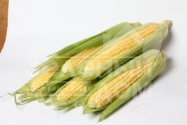 Семена кукурузы ЛС 899 F1 / LS 899 F1 купить оптом и в розницу в Украине по выгодной цене