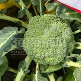 Семена капусты брокколи Макларен F1 / Mclaren F1,75-80 дней купить оптом и в розницу в Украине по выгодной цене