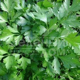 Семена петрушки Гиганте Италия / Gigante Italia купить оптом и в розницу в Украине по выгодной цене
