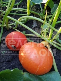 Семена тыквы Оранж Саммер F1 / Orange Summer F1,75-80 дней купить оптом и в розницу в Украине по выгодной цене