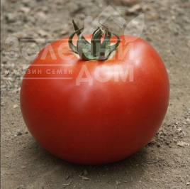 Насіння томатів Мірсіні F1 / Mirsini F1,100-105 днів купити оптом і в роздріб в Україні за вигідною ціною