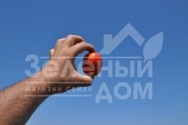 Семена томатов Бостон F1 / Boston F1, 115-120 дней купить оптом и в розницу в Украине по выгодной цене