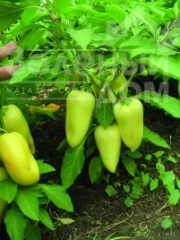Семена сладкого перца Лумина / Lumina  купить оптом и в розницу в Украине по выгодной цене
