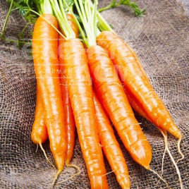 Насіння моркви Осіння королева / Autumn Queen купити оптом і в роздріб в Україні за вигідною ціною