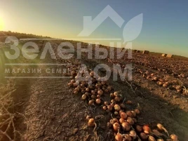 Насіння цибулі ріпчастої Деподжу / Depocu купити оптом і в роздріб в Україні за вигідною ціною