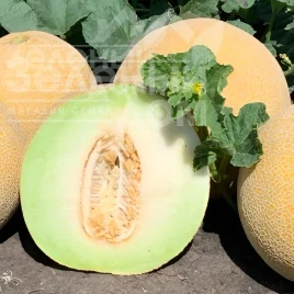 Семена дыни Курелла F1 / Curella F1, 62-67 дней купить оптом и в розницу в Украине по выгодной цене
