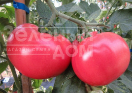 Насіння томатів Малінка Стар F1 / Malinka Star F1,85-95 днів купити оптом і в роздріб в Україні за вигідною ціною