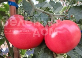 Насіння томату Малінка Стар F1 / Malinka Star F1, 85-95 днів купити оптом і в роздріб в Україні за вигідною ціною