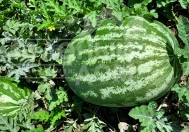 Семена арбуза Квантум F1 / Kvantum F1 купить оптом и в розницу в Украине по выгодной цене