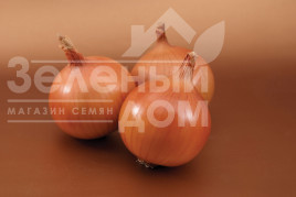 Цибуля ріпчаста Братко F1 / Bratko F1,115-120 днів купити оптом і в роздріб в Україні за вигідною ціною