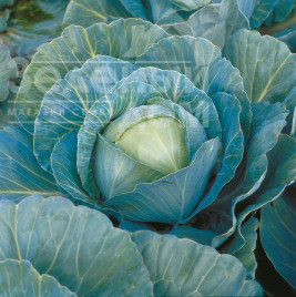 Насіння капусти білокачанної Кілагерб F1 / Kilaherb F1,110-115 днів купити оптом і в роздріб в Україні за вигідною ціною