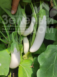 Насіння баклажанів Мобі Дік F1 / Moby Dik F1, 65-70 днів купити оптом і в роздріб в Україні за вигідною ціною