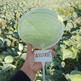 Насіння капусти білокачанної Акорд F1 / Akord F1, 110-120 днів купити оптом і в роздріб в Україні за вигідною ціною