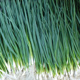 Цибуля на перо Вулкан / Vulkan,65-70 днів купити оптом і в роздріб в Україні за вигідною ціною