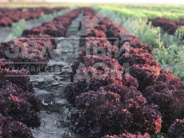 Насіння салату Бахус / Bacchus купити оптом і в роздріб в Україні за вигідною ціною
