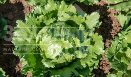 Насіння салату Даніло / Danilo купити оптом і в роздріб в Україні за вигідною ціною