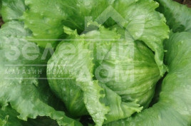 Насіння салату Ларсен / Larsen,70-75 дней купити оптом і в роздріб в Україні за вигідною ціною