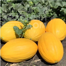 Насіння дині Віфак F1 / Wifak F1, 65–70 днів купити оптом і в роздріб в Україні за вигідною ціною