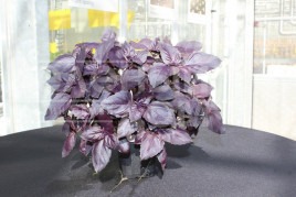 Базилік Розі / Rozi купити оптом і в роздріб в Україні за вигідною ціною