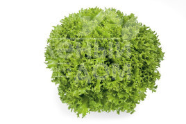 Насіння салату Експедішн / Expidition купити оптом і в роздріб в Україні за вигідною ціною