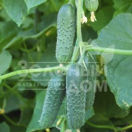 Семена огурцов Маша F1 / Masha F1,40-45 дней купить оптом и в розницу в Украине по выгодной цене