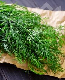 Насіння кропу Мега Тетра / Mega Tetra купити оптом і в роздріб в Україні за вигідною ціною