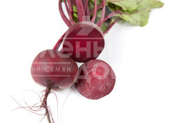 Насіння буряка Ліберо / Libero,70-90 днів купити оптом і в роздріб в Україні за вигідною ціною