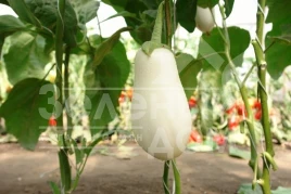 Семена баклажана Бибо F1 / Bibo F1,50-55 дней купить оптом и в розницу в Украине по выгодной цене