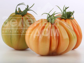 Насіння томатів Таркюто F1 / Tarquito F1 купити оптом і в роздріб в Україні за вигідною ціною