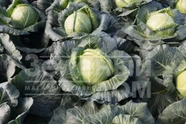 Семена капусты белокочанной Краутман F1 / Krautman F1,100 дней купить оптом и в розницу в Украине по выгодной цене