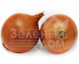 Лук репчатый Форум / Forum купить оптом и в розницу в Украине по выгодной цене