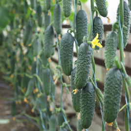 Насіння огірків Сатомі F1 (KS 84 F1)  / Satomy F1 (KS 84 F1) купити оптом і в роздріб в Україні за вигідною ціною