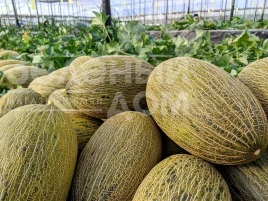 Семена дыни Грациано F1 / Hratsiano F1 купить оптом и в розницу в Украине по выгодной цене