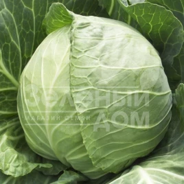 Семена капусты белокочанной Копенгаген Маркет / Copenhagen Market купить оптом и в розницу в Украине по выгодной цене