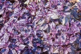 Семена базилика Ред Рубин / Red Rubin,34-40 дней купить оптом и в розницу в Украине по выгодной цене