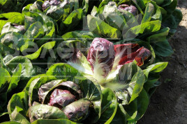 Насіння салату Гіове F1 / Giove F1,80-90 днів купити оптом і в роздріб в Україні за вигідною ціною